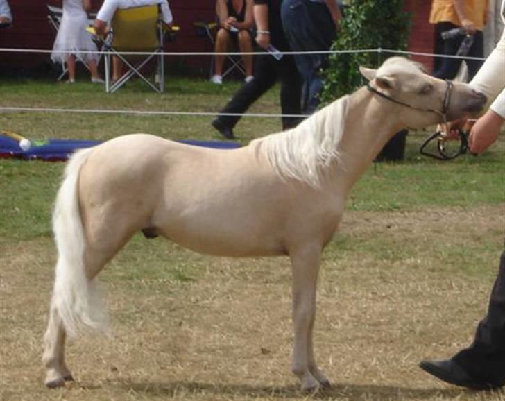 Dansk Miniature Legatgårdens Double Dare - 02.08.08 billede 9