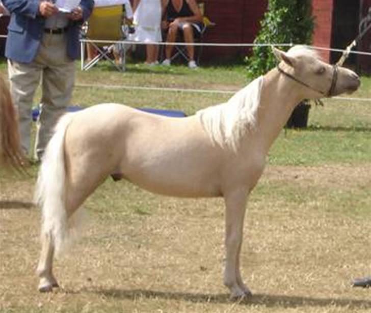 Dansk Miniature Legatgårdens Double Dare - 02.08.08 billede 10