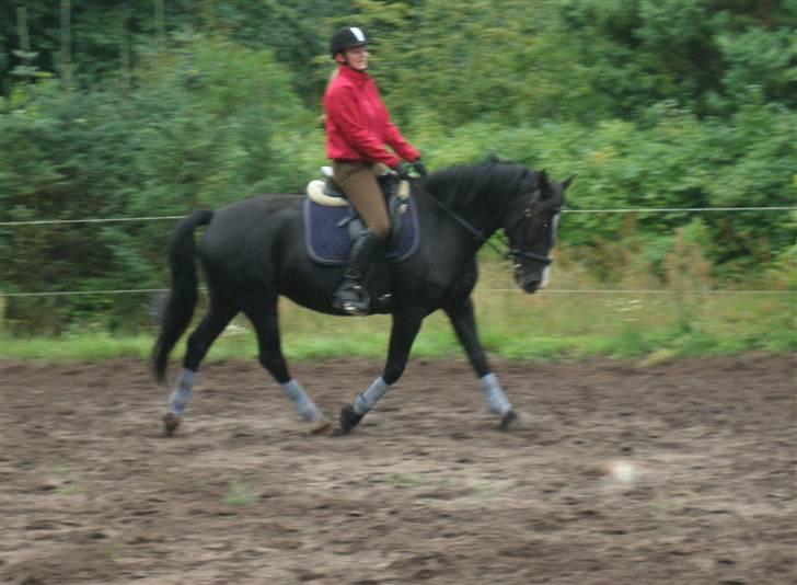 Anden særlig race Miklagaards Black Beauty billede 15