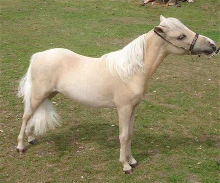 Dansk Miniature Legatgårdens Double Dare - 02.08.08 billede 12