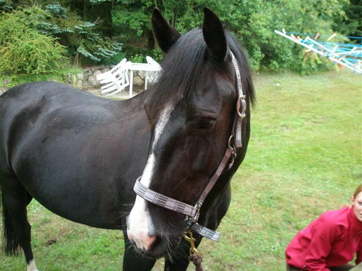 Anden særlig race Miklagaards Black Beauty billede 16