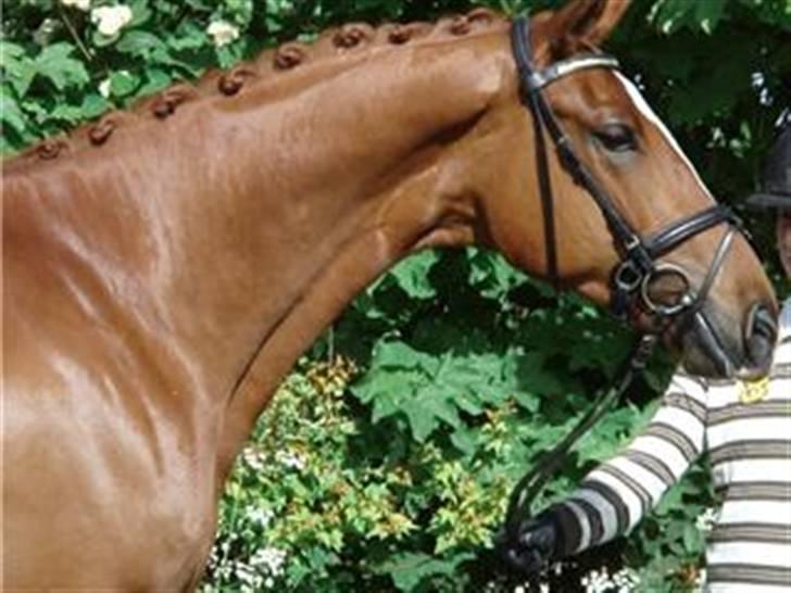 Dansk Varmblod Bentley-WI billede 2