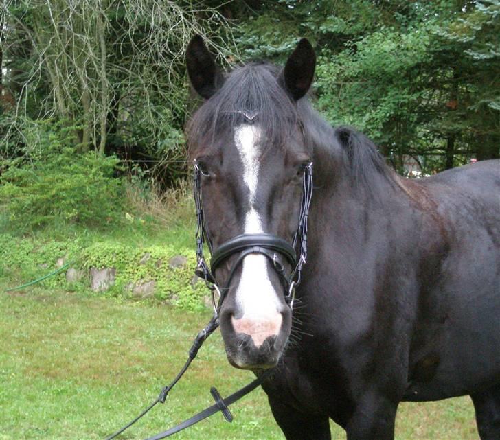 Anden særlig race Miklagaards Black Beauty billede 17