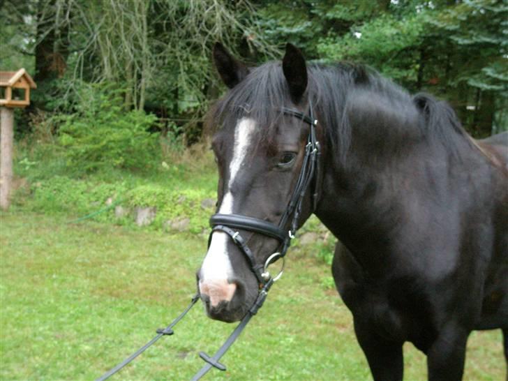 Anden særlig race Miklagaards Black Beauty billede 18