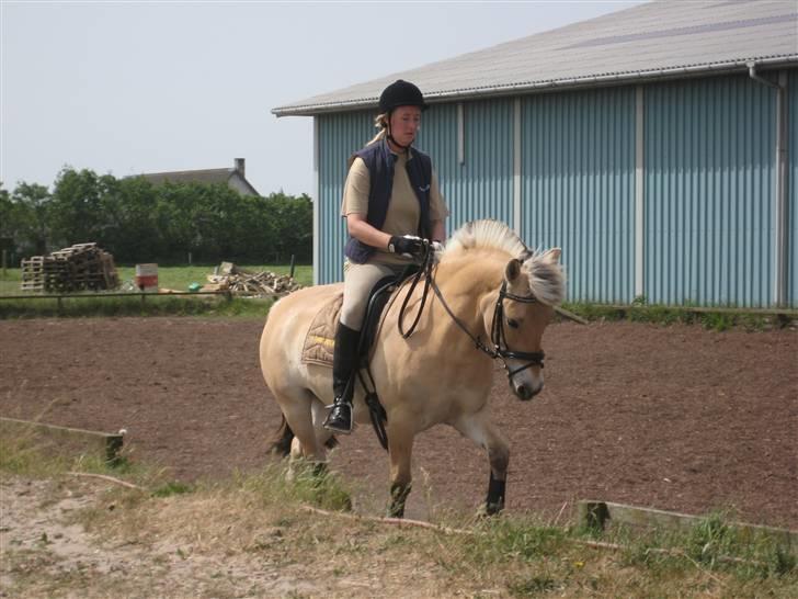 Fjordhest Haldans Jakob - Lidt dressur med min store søster som har redet ham til inden jeg overtog ham.. billede 17
