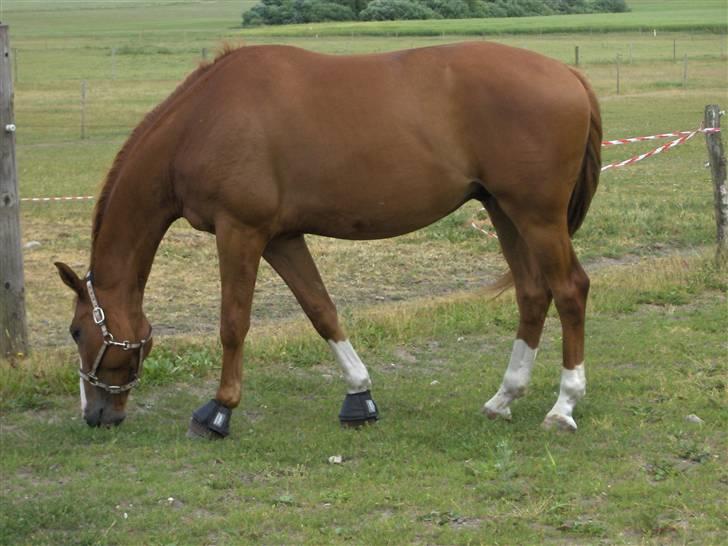 Dansk Varmblod Bentley-WI billede 3