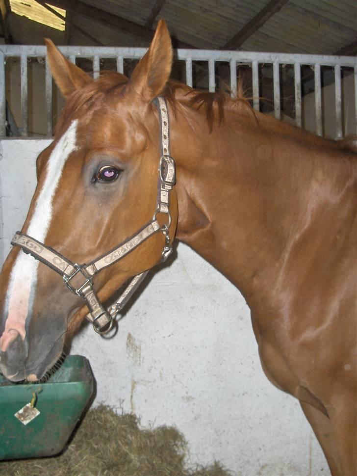 Dansk Varmblod Bentley-WI billede 4