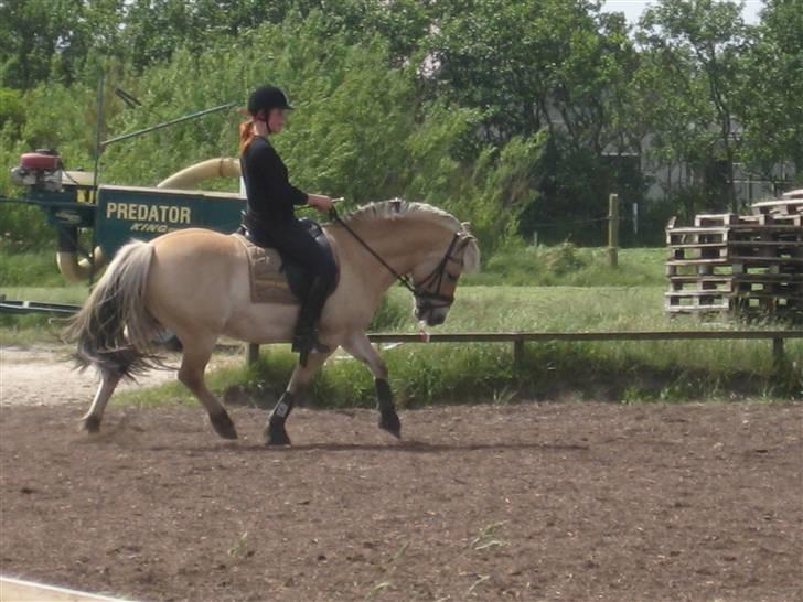Fjordhest Haldans Jakob - Dressur, jakob og mig.æ billede 18
