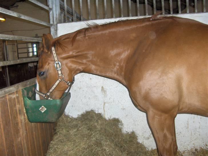 Dansk Varmblod Bentley-WI billede 5