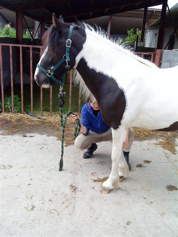 Anden særlig race Cervinagaards Mikja - Velkommen til Mitta´s Profil  billede 1