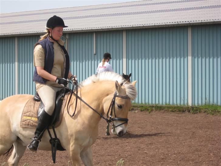 Fjordhest Haldans Jakob - Lidt dressur med min store søster som har redet ham til inden jeg overtog ham.. billede 19