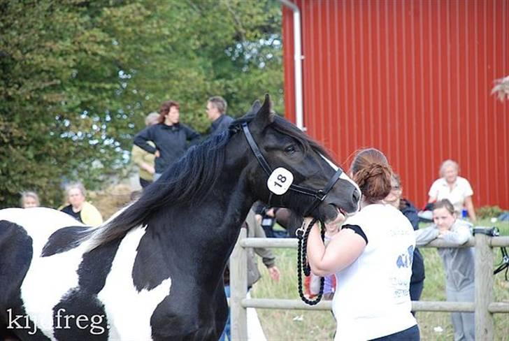 Irish Cob Troelsegaarden's MacNeal - Fra ICS-NL kåring 13. september 2009. En rimelig tændt dreng hehe .. Fotograf: Anne Sofie Jørgensen billede 4