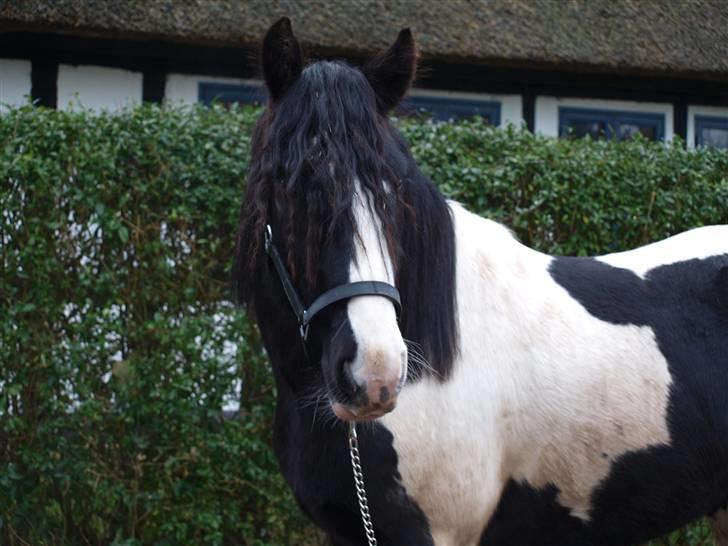 Irish Cob Troelsegaarden's MacNeal - Mac Neal december 2008. Igen hvor Signe var med ude og tage nogle billeder. Charme, selvtillid og LÆKKERT hår! billede 6