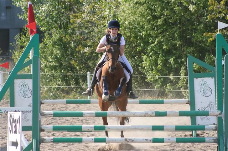 Anden særlig race Aki - # LB maj 09 billede 13