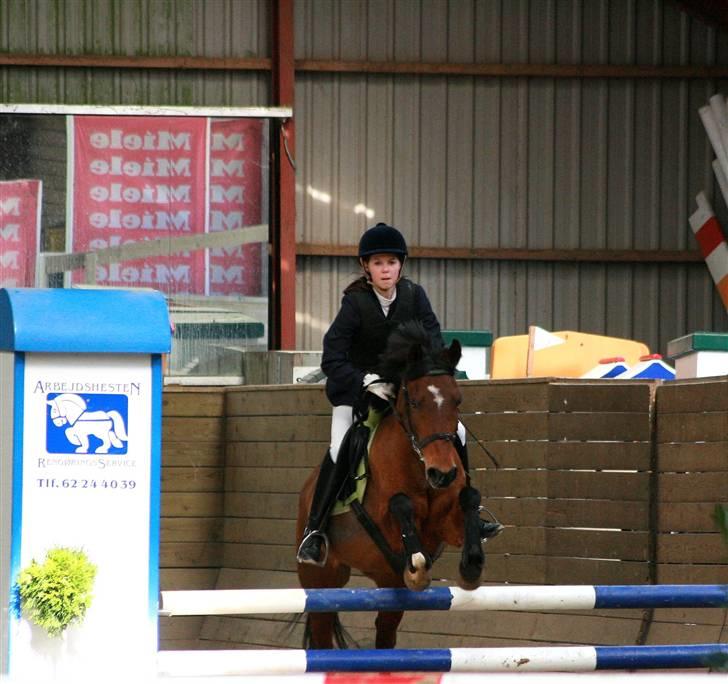 Anden særlig race Aki - # LA april 09 Foto: Jacqueline S. Tversted billede 15