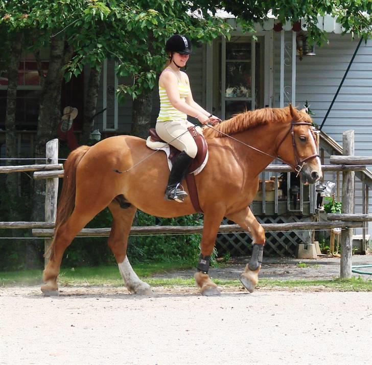 Anden særlig race William - jeg kan da godt gå pænt, ikk? ;-) billede 1