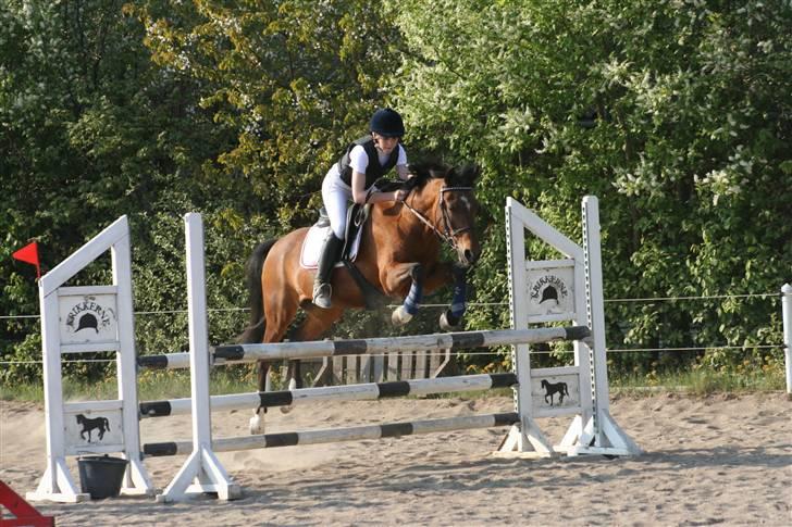 Anden særlig race Aki - # LA maj 09 billede 16