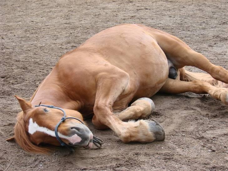 Anden særlig race William - zzzzzz billede 6