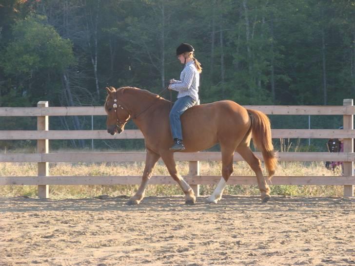 Anden særlig race William billede 7