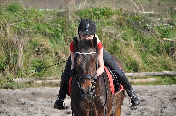 New Forest Roløkke Sorbet - One in a million billede 2