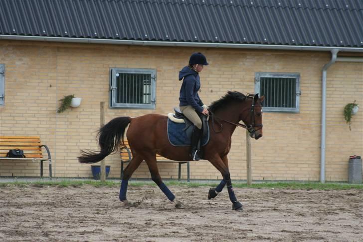 Anden særlig race Aki - # dressur juli 09 billede 18