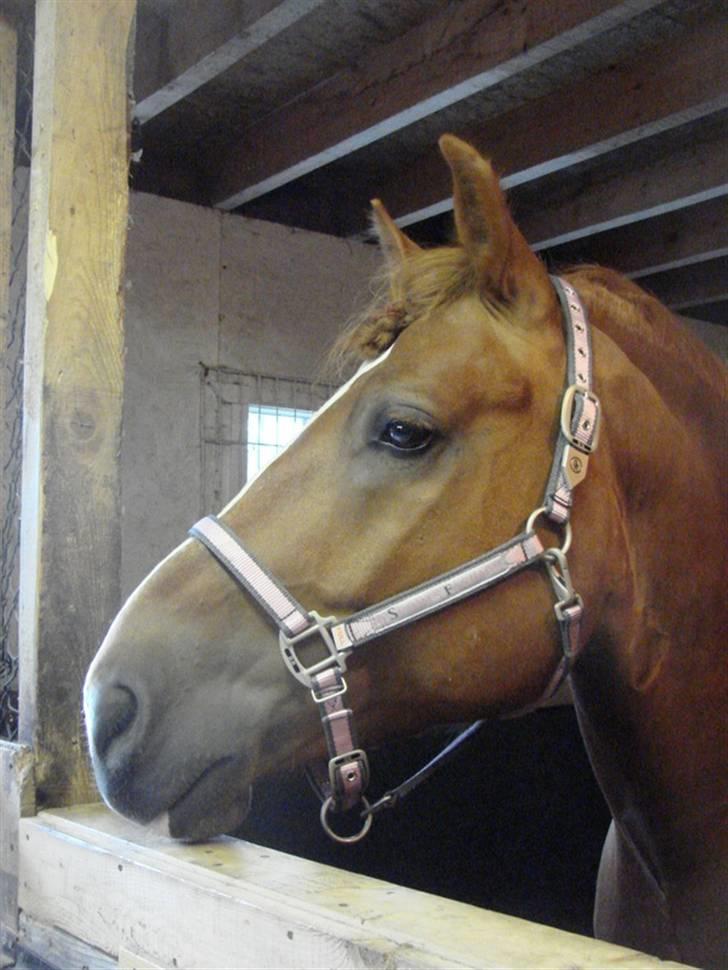 Anden særlig race William - venter på mad! billede 8