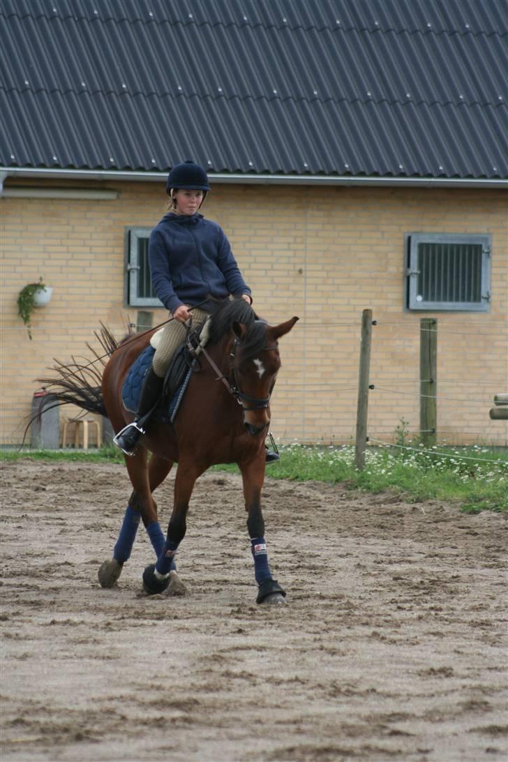 Anden særlig race Aki - # dressur juli 09 billede 19