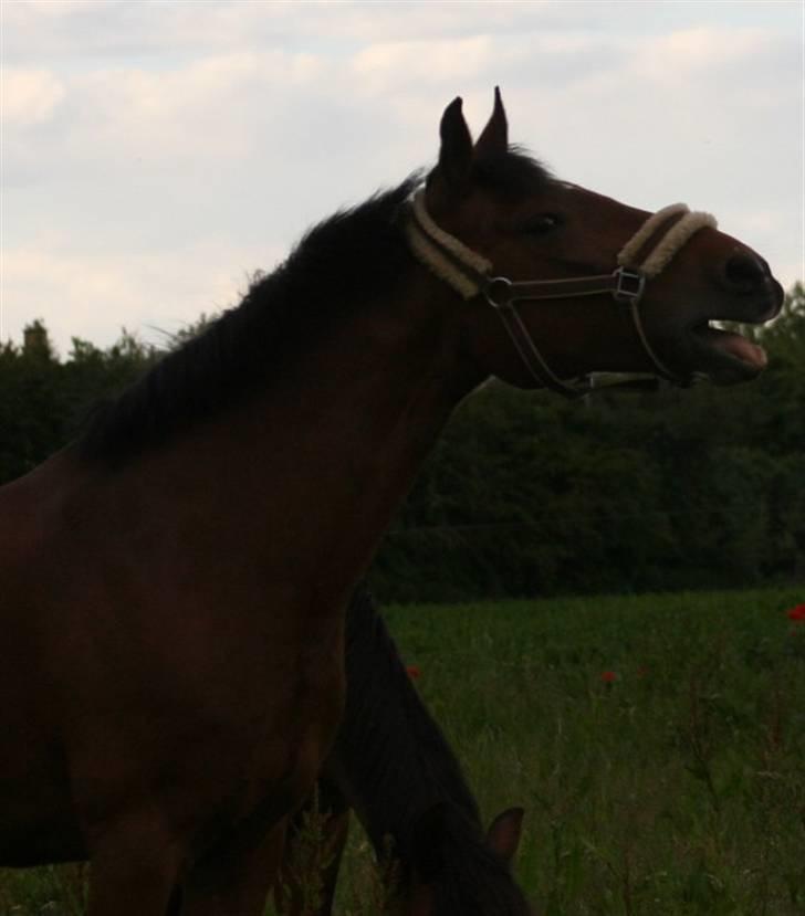 Anden særlig race Aki - # Fold juni 09 billede 20