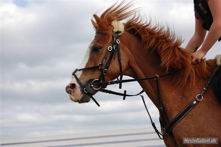 Anden særlig race DONNA - Donna - Gjerne 08. billede 1