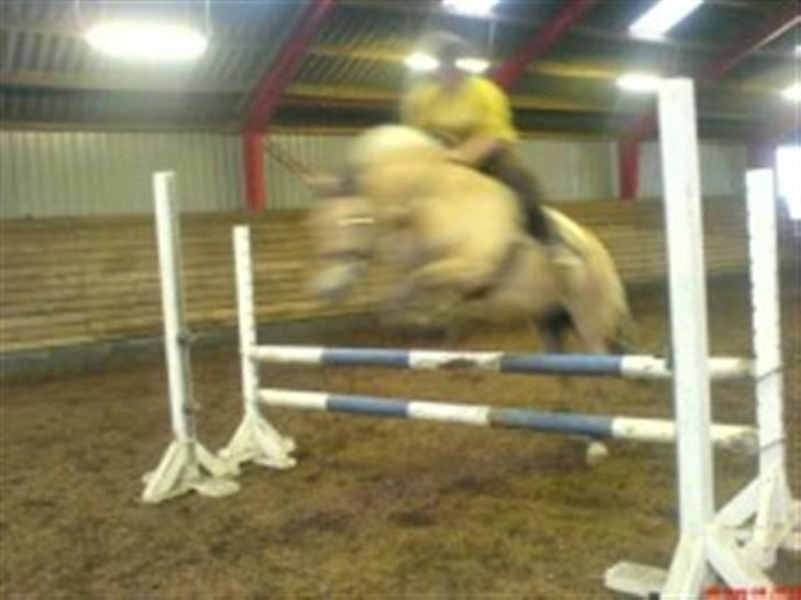 Fjordhest Pop (har passet) R.I.P<3 - spring <3 - vi sprang 110 / 120 i okser den dag :D - d. 6/8 - 08 billede 18