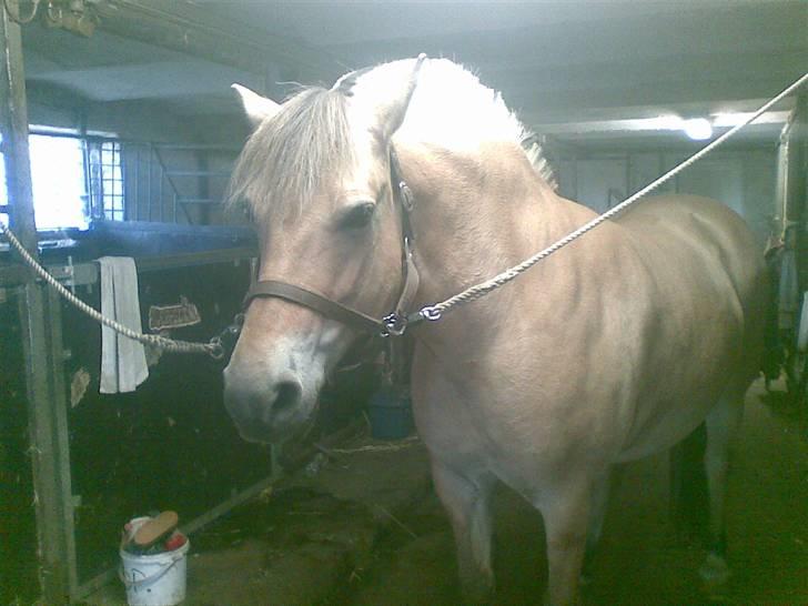 Fjordhest Pop (har passet) R.I.P<3 - dejlige poooop billede 19