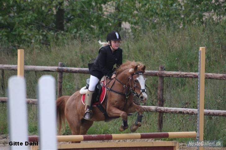 Anden særlig race DONNA - Donna og jeg - Kommunemesterskaberne 2008, i Kjellerup, fjerde plads. billede 7