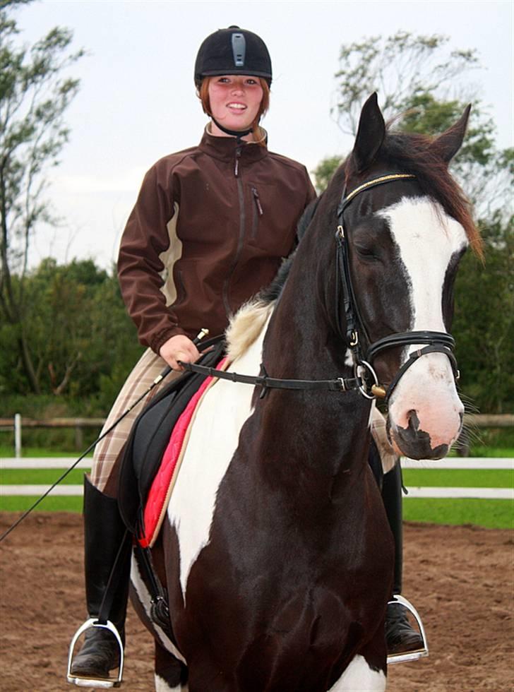 Pinto Max  SOLGT billede 10