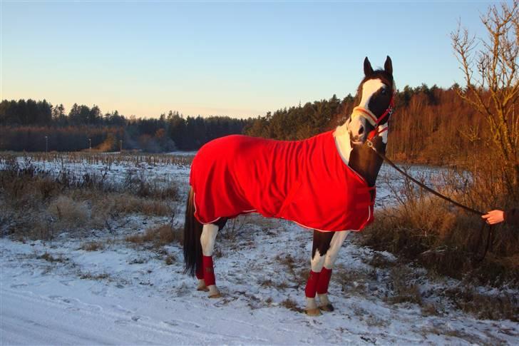 Pinto Max  SOLGT billede 11