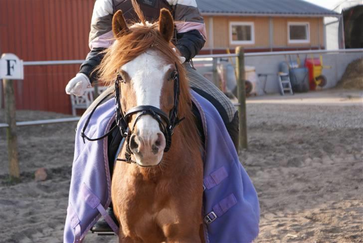 Anden særlig race DONNA - Donna og Jeg - Træning, herhjemme. billede 12