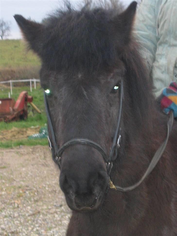 Islænder Dís fra Katulabo - Díssen billede 2