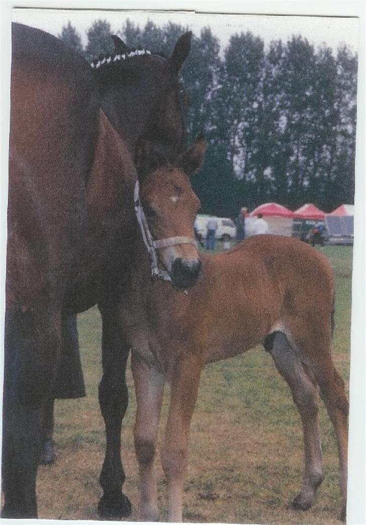 New Forest Dundee SOLGT.  - dengang jeg var en lillehingst, og så sammen med min mor:$ billede 2