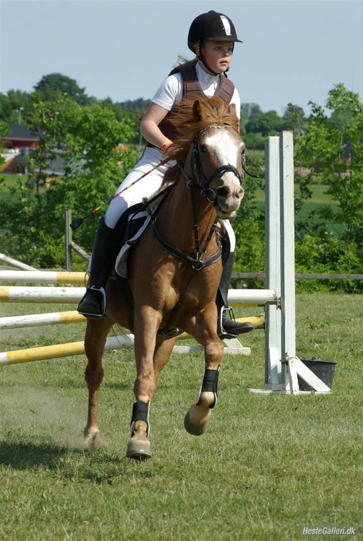 Anden særlig race DONNA - Donna og jeg - Lb, thorsø. billede 15