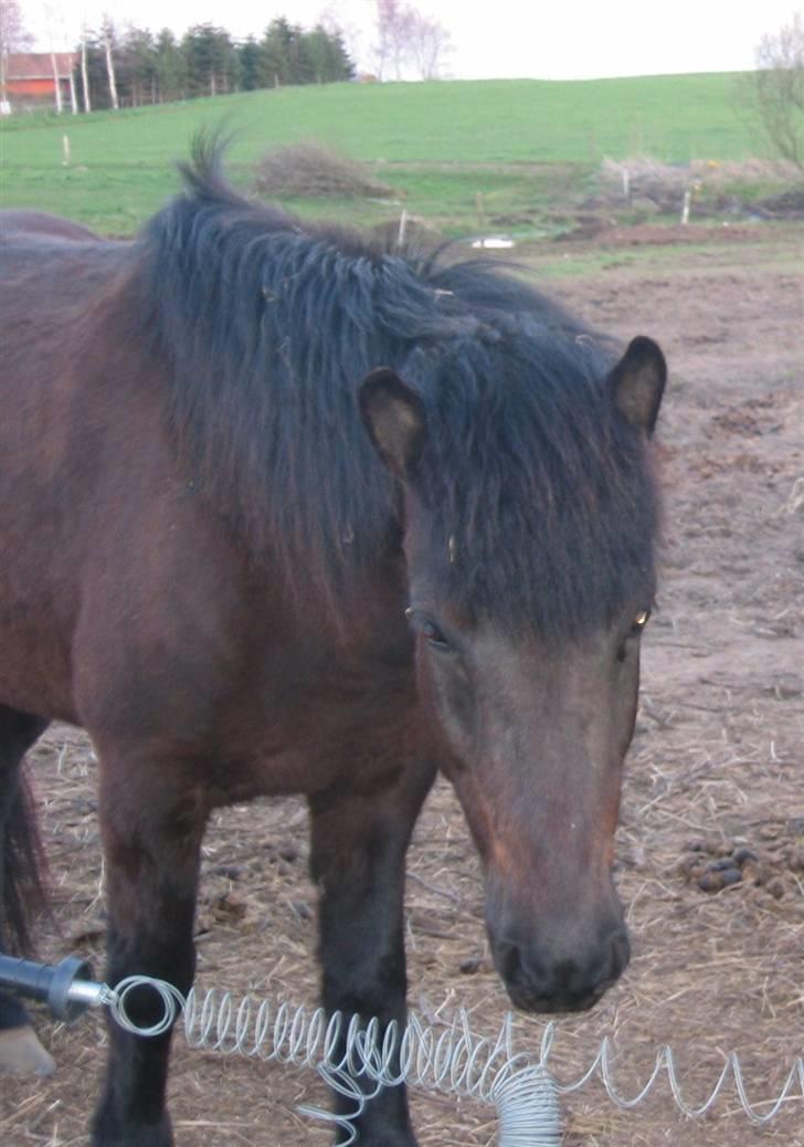Islænder Dís fra Katulabo - Dís i efteråret.. billede 3