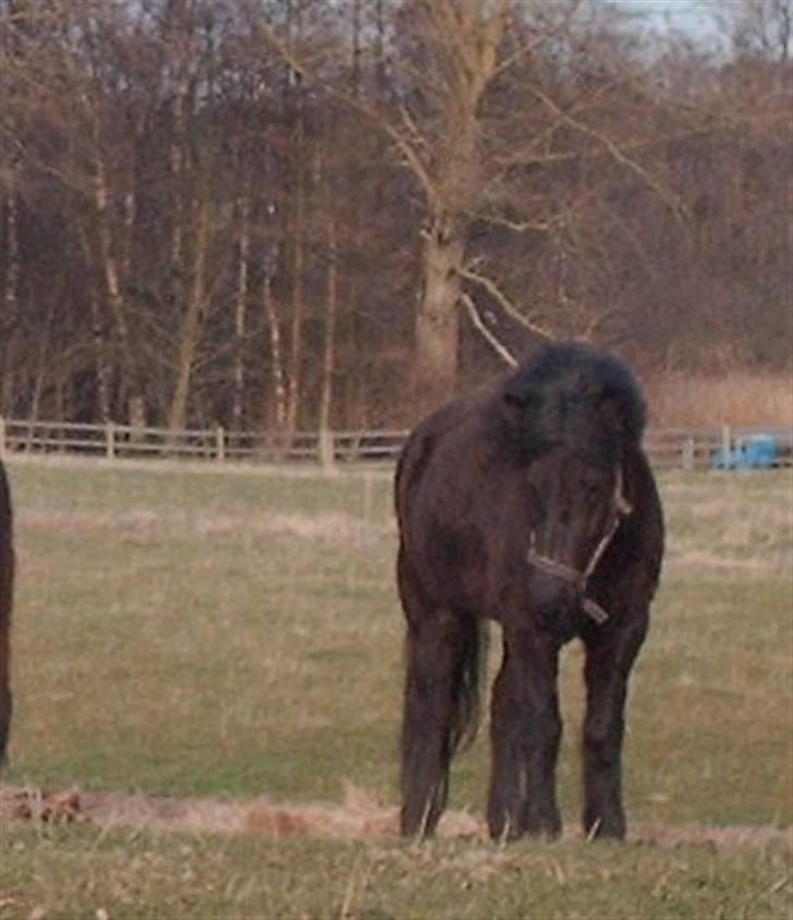 Islænder Dís fra Katulabo - díssen med vinter pels i vinters..  billede 4
