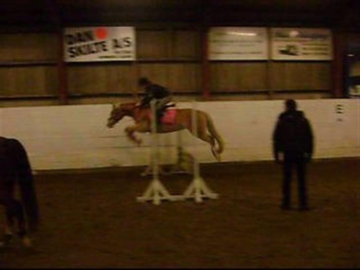 Palomino Tara- Solgt:(<3 - Tara til springning (opvarmning) :D<3 Foto: Mor billede 3