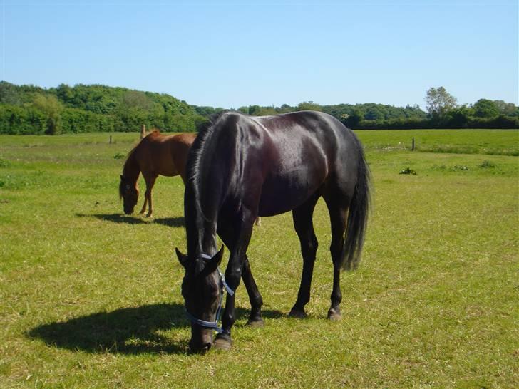 Dansk Varmblod Isabell Black Princess <3(Solgt) billede 13