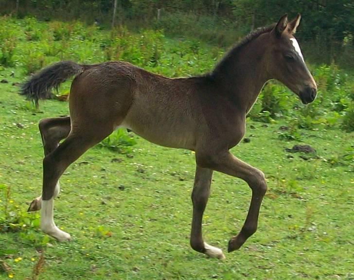 Dansk Varmblod Storåens Silas billede 12