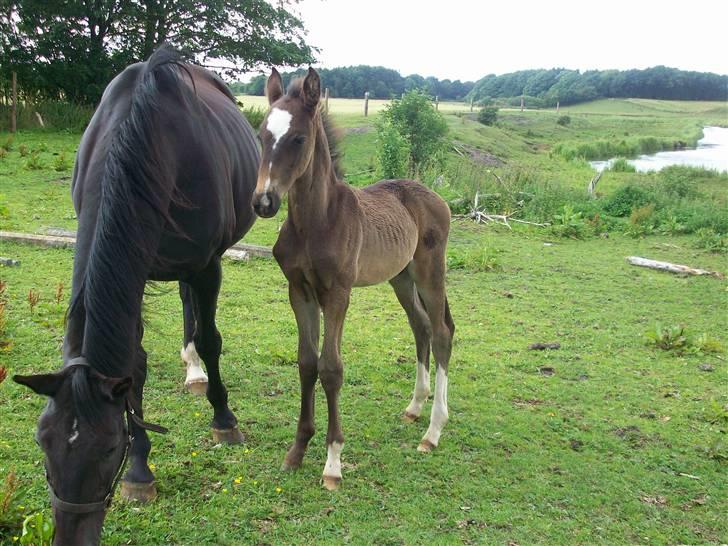Dansk Varmblod Storåens Silas billede 15