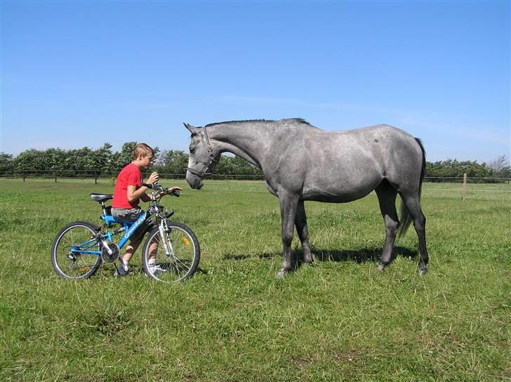 Sportsaraber (A) LilleStaruphøjs Sassi - LilleStaruphøjs Sassi og jeg på folden billede 7