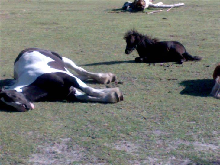 Irish Cob Næbbets Ballina - Ballina sover sammen med Yara:D billede 13