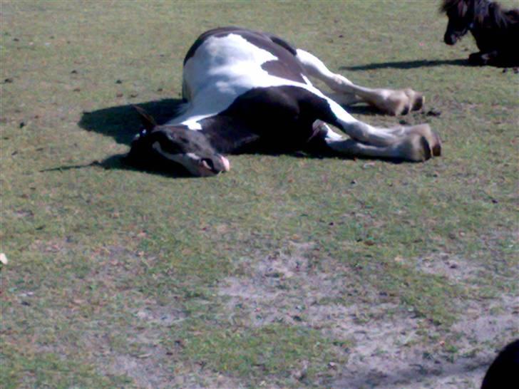 Irish Cob Næbbets Ballina - Hun sover stadig<3 billede 14