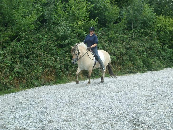 Fjordhest Manche (død);( - min første ride tur på Manche:) billede 1