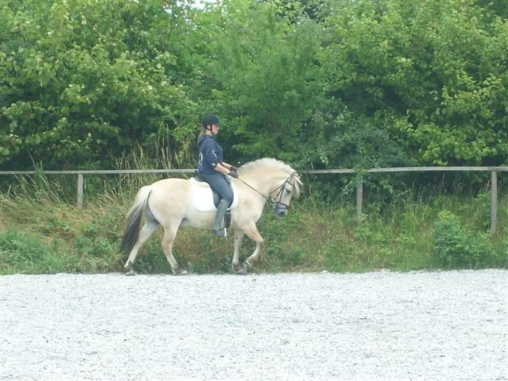 Fjordhest Manche (død);( billede 2