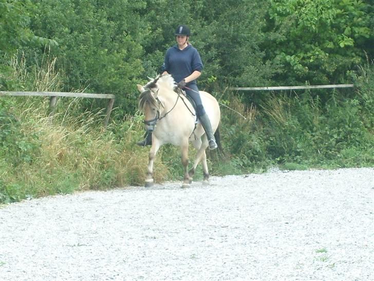 Fjordhest Manche (død);( billede 3